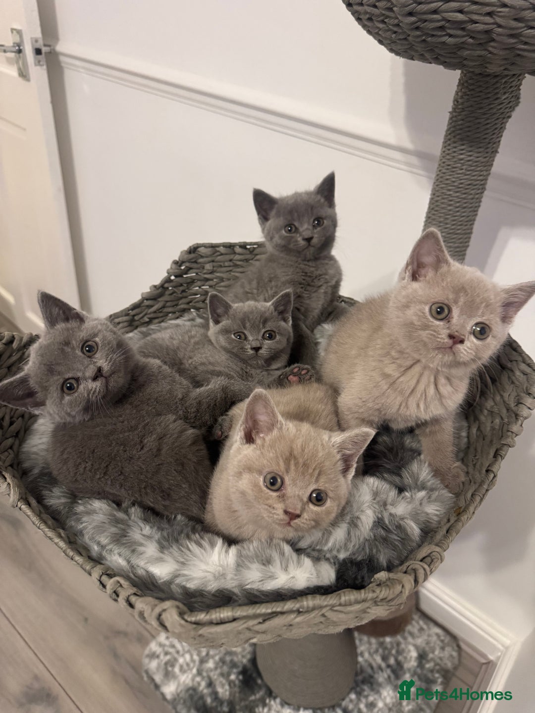 British Shorthair cats for sale:  ❤️Adorable British Shorthair Kittens❤️ - Advert 1