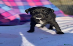 Whippet dogs for sale: Beautiful homebred whippet puppies  - Image 7