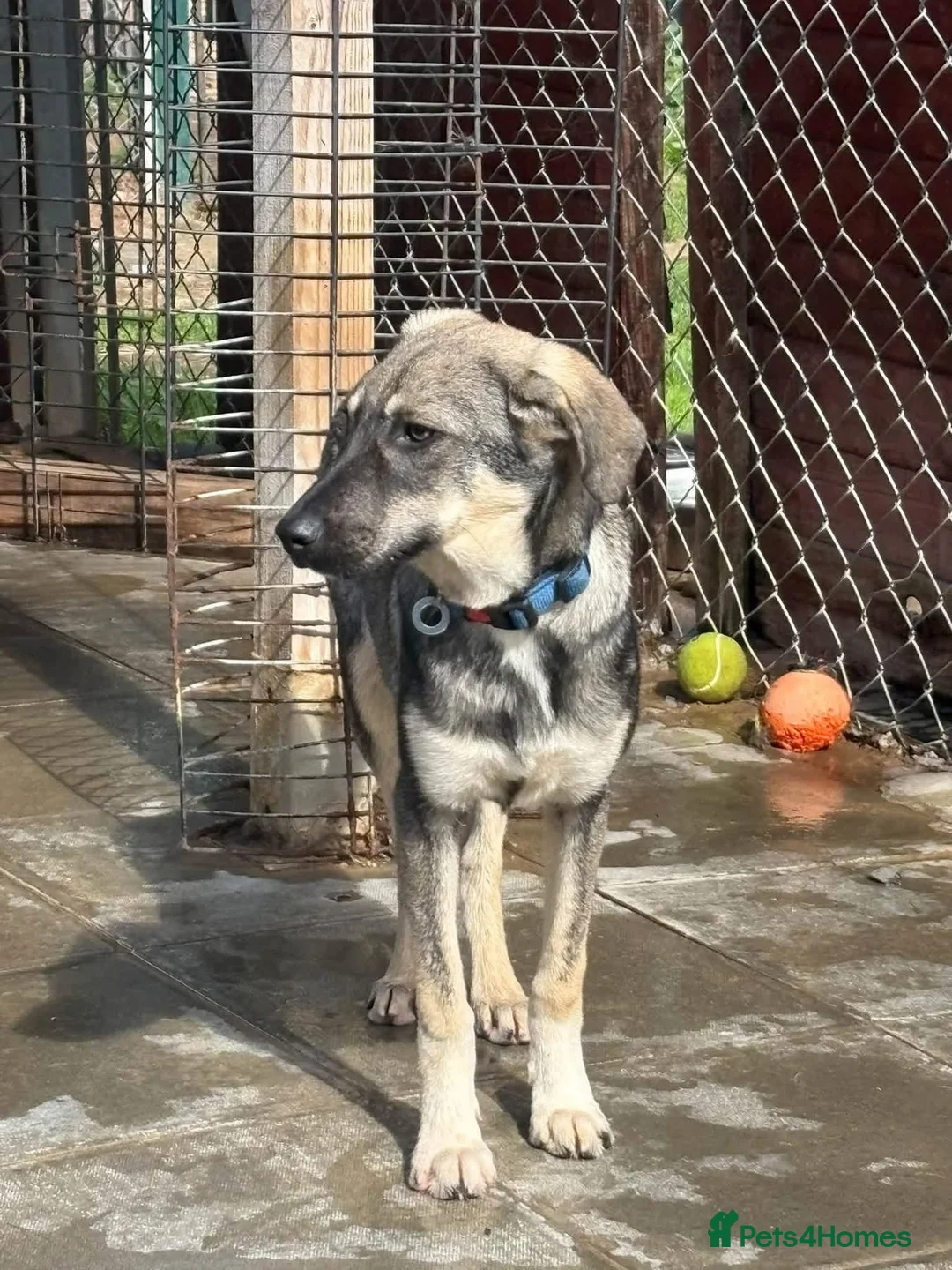 Mixed Breed dogs for adoption: Rolo - Norwich Norfolk  - Advert 2