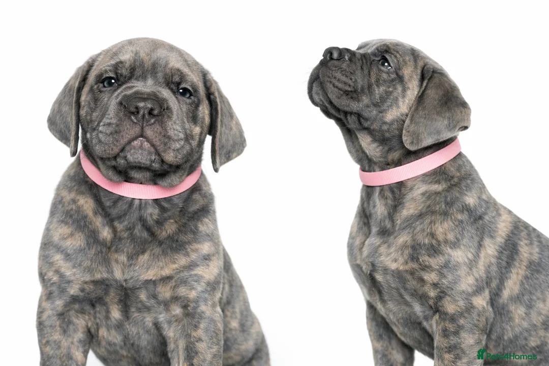 Cane Corso dogs for sale: Cane Corso Puppies – Champion European Lines - Advert 2