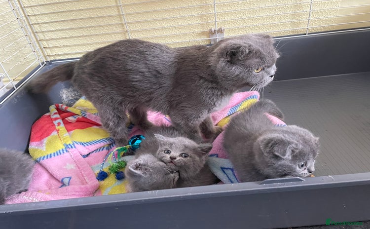 Scottish Fold cats - Advert 13