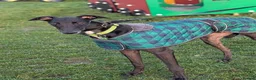 Greyhound dogs for sale: Greyhound - Advert 2