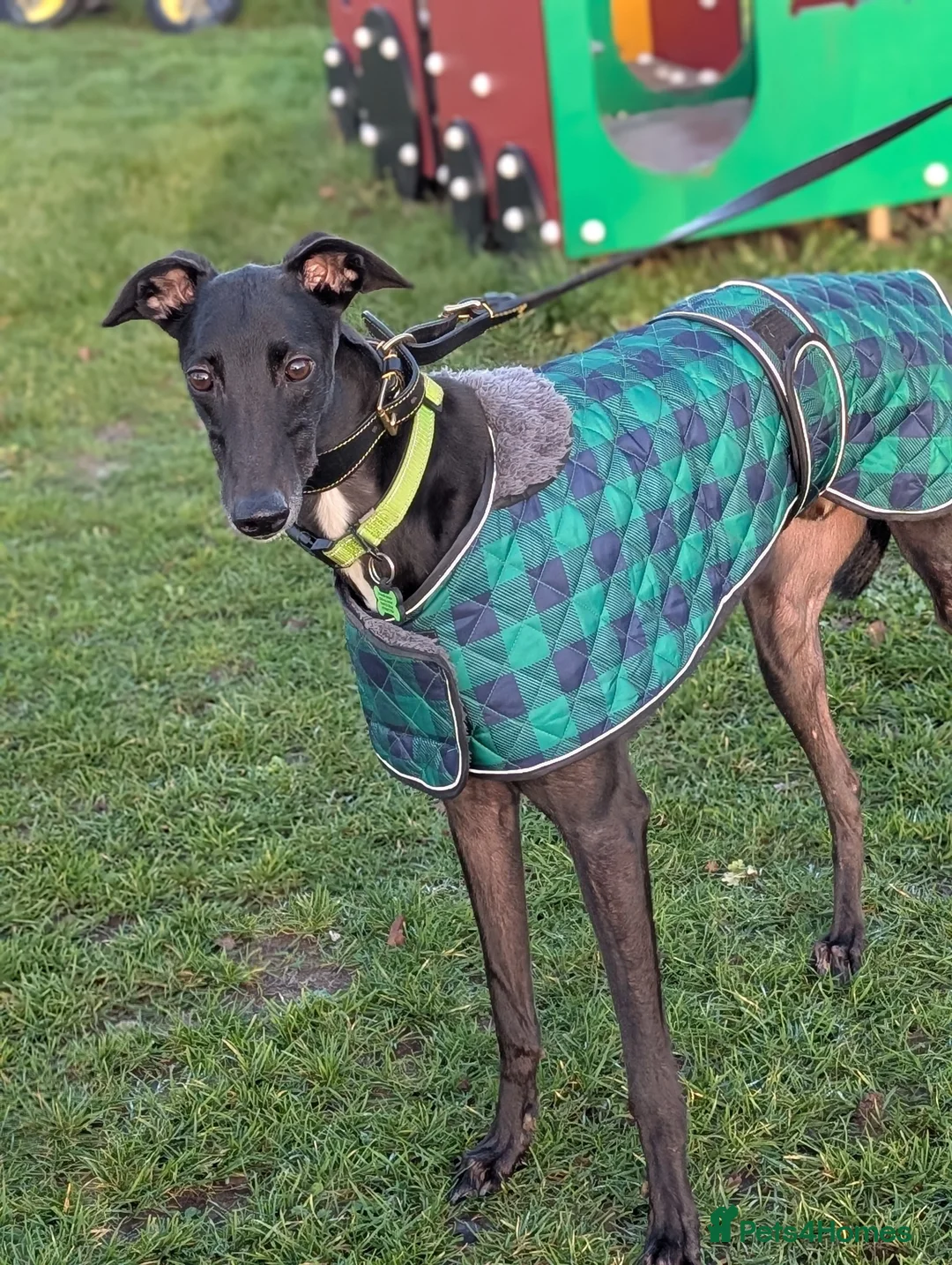 Greyhound dogs for sale: Greyhound - Advert 2