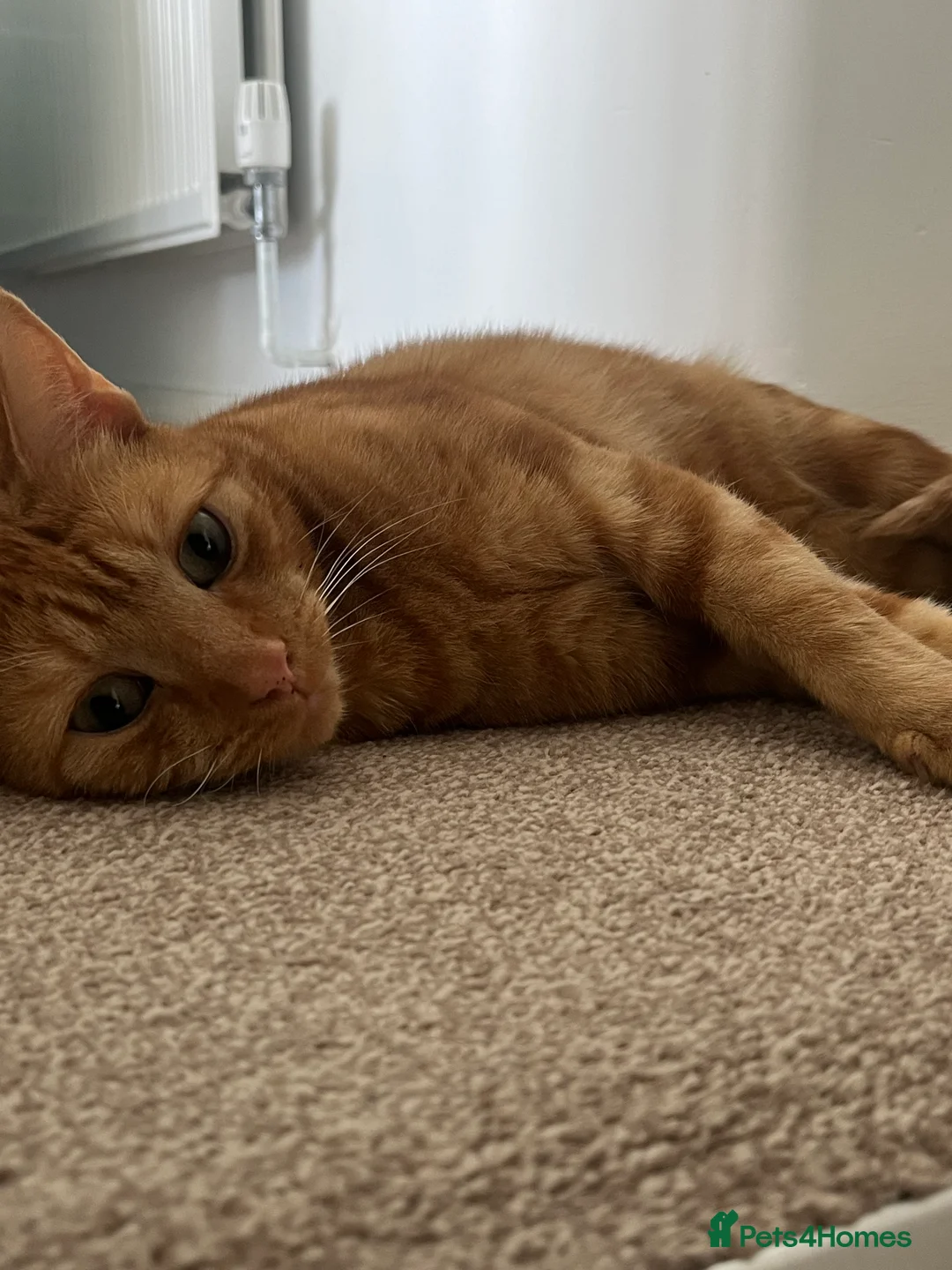 Mixed Breed cats for adoption: Ginger cat needs new home to thrive  - Advert 3