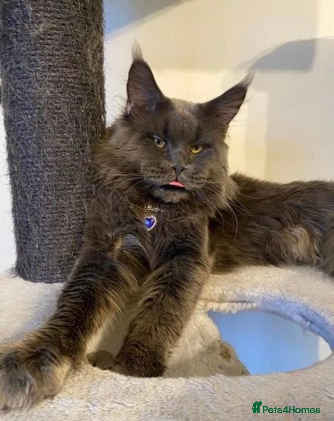 Maine Coon cats for sale: Pedigree Tica Russian Import line Maine Coons - Advert 34