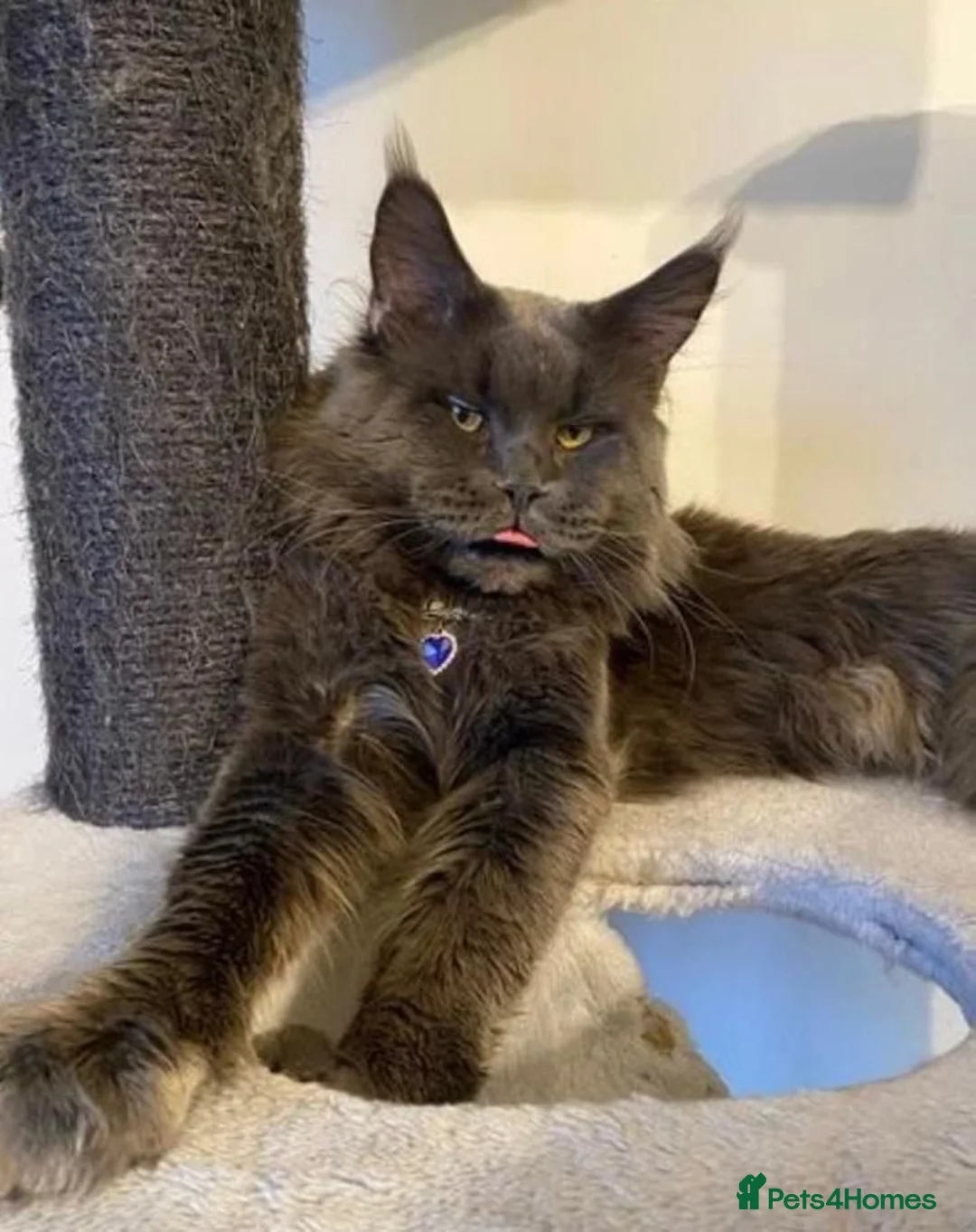 Maine Coon cats for sale: Pedigree Tica Russian Import line Maine Coons - Advert 35