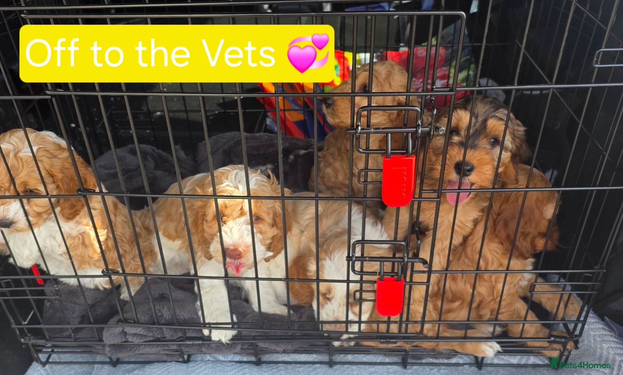 Cockapoo dogs Health Tested  Cockapoo Puppies  - Advert 2