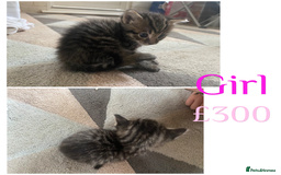 Mixed Breed cats for sale: Ragdoll x Tabbie - Image 5