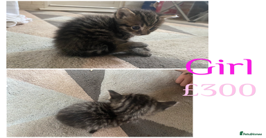 Mixed Breed cats - Advert 14
