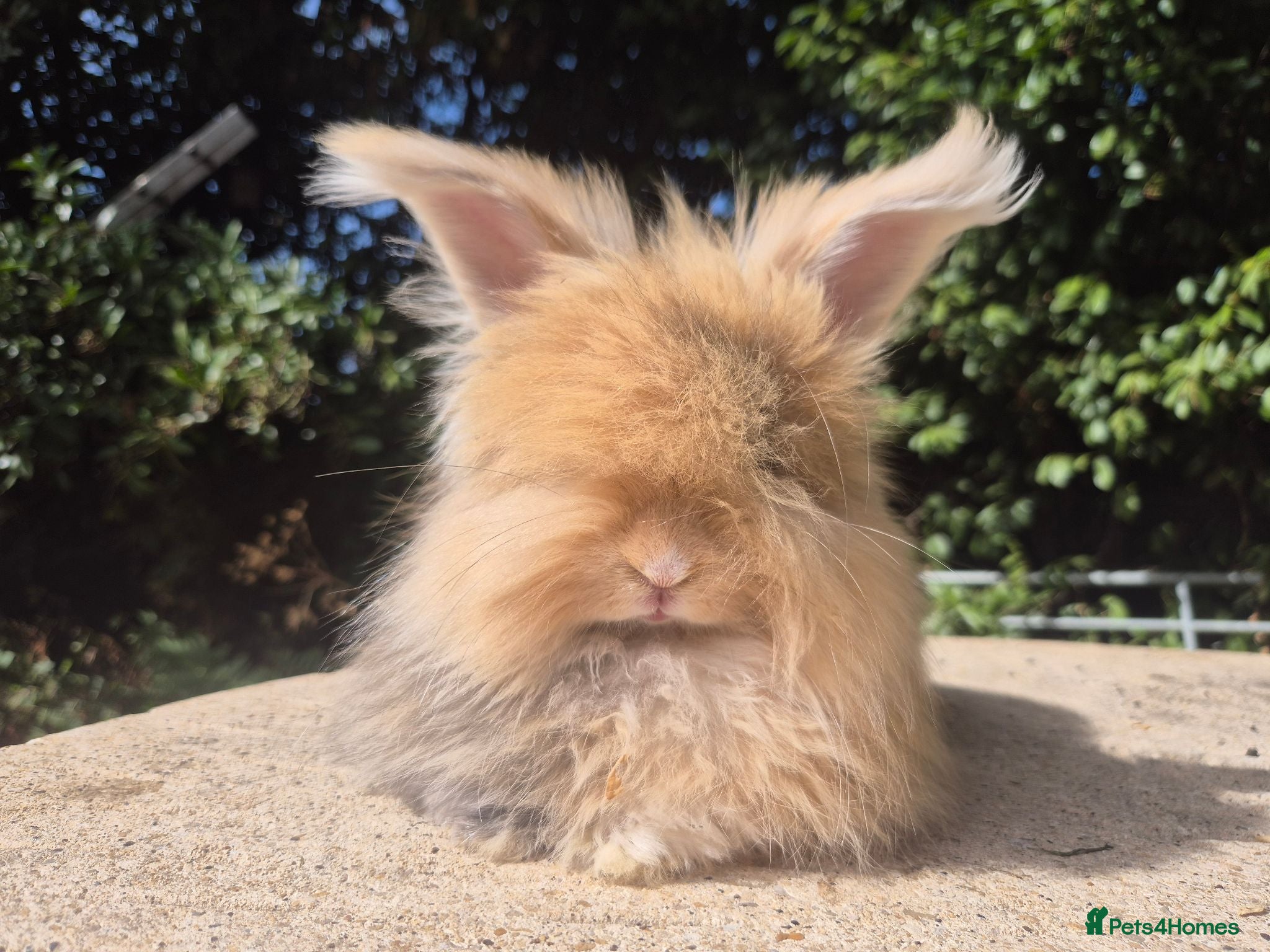 Angora rabbits 🩷 FULL FACE ANGORA BABIES- PARENTS FROM🇫🇷 - Advert 1