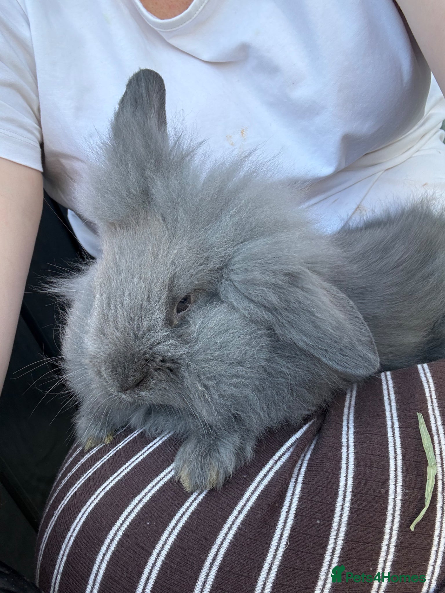 Lionhead rabbits beautiful rabbit  - Advert 1