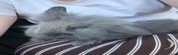 Lionhead rabbits for sale: beautiful rabbit  - Advert 1