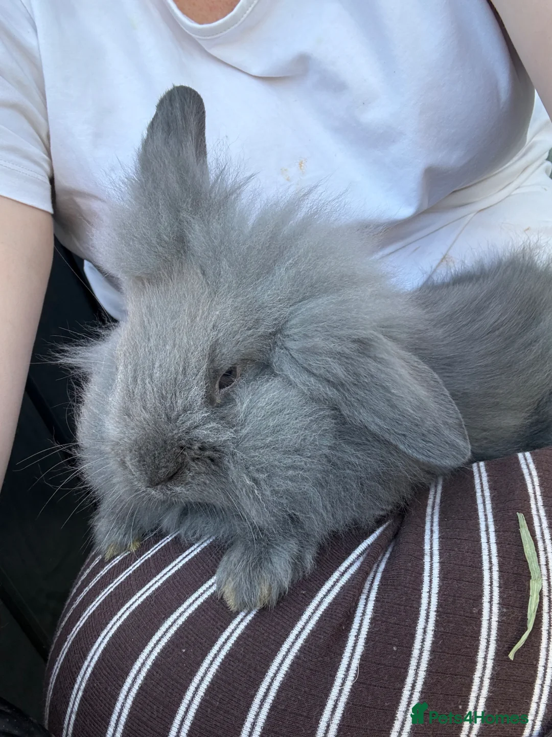 Lionhead rabbits for sale: beautiful rabbit  - Advert 1