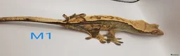 Gecko reptiles for sale: Sub adult crested geckos - Advert 27