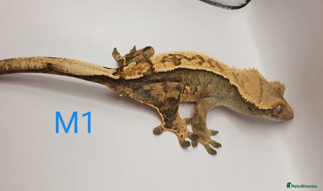 Gecko reptiles for sale: Sub adult crested geckos - Advert 27