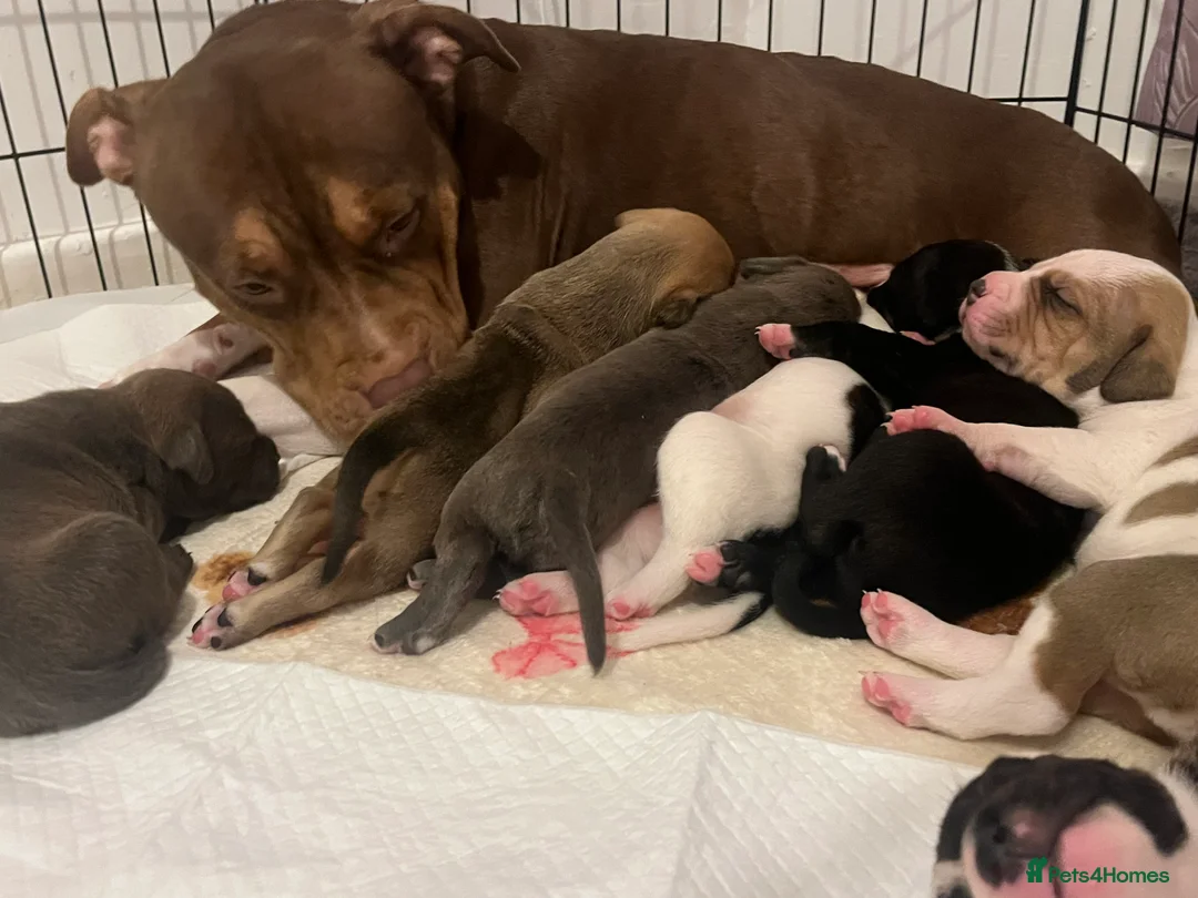 American Bull Staffy dogs for sale: AmStaff pups  - Advert 7