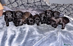 Mixed Breed dogs for sale: Labrador Cross - Image 3