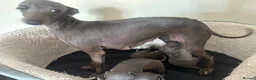 Italian Greyhound dogs for sale: Boy and girl available  - Advert 2