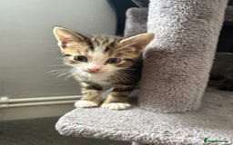 Domestic Shorthair cats for sale: kittens for sale ‼️❗️‼️❗️ - Image 4