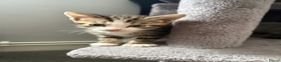 Domestic Shorthair Kitten 3