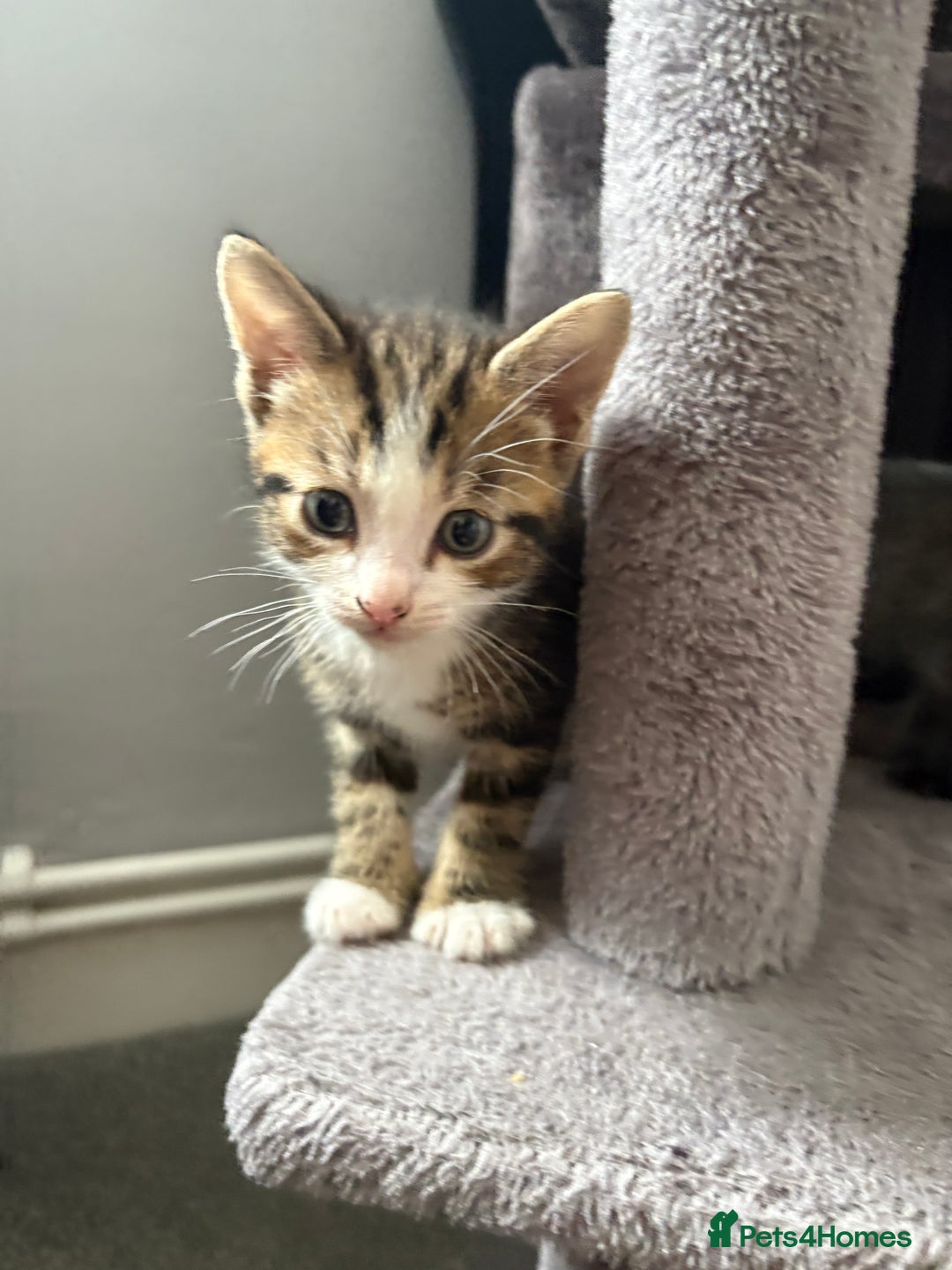 Domestic Shorthair cats for sale: kittens for sale ‼️❗️‼️❗️ - Image 4
