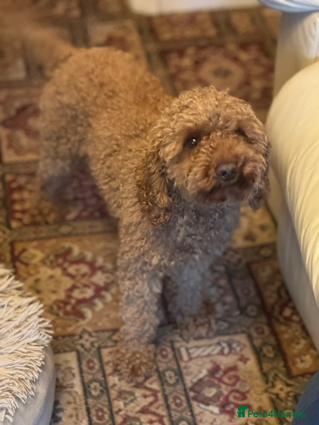 Miniature Poodle dogs for stud: HEALTH TESTED RED MINIATURE POODLE in Bewdley - Advert 2