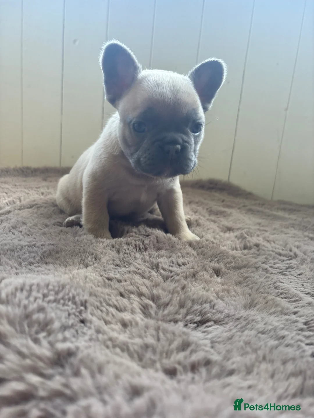 French Bulldog dogs for sale: Stunning Frenchies fluffy/straight family raised  in Lewes - Advert 34
