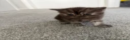 Persian cats for sale: Last kitten available brown tabby  - Advert 5