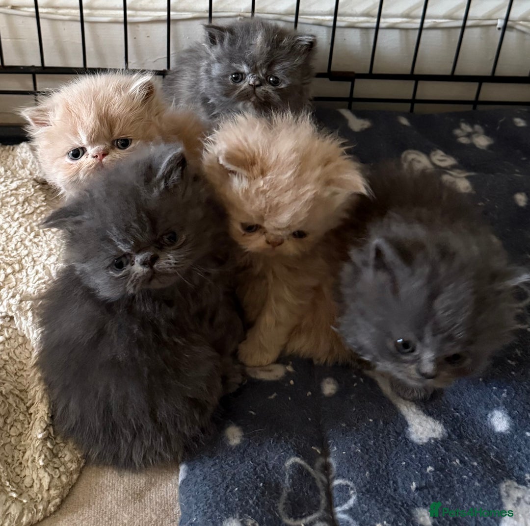 Persian cats for sale: GCCF show quality Persian kittens  - Image 11