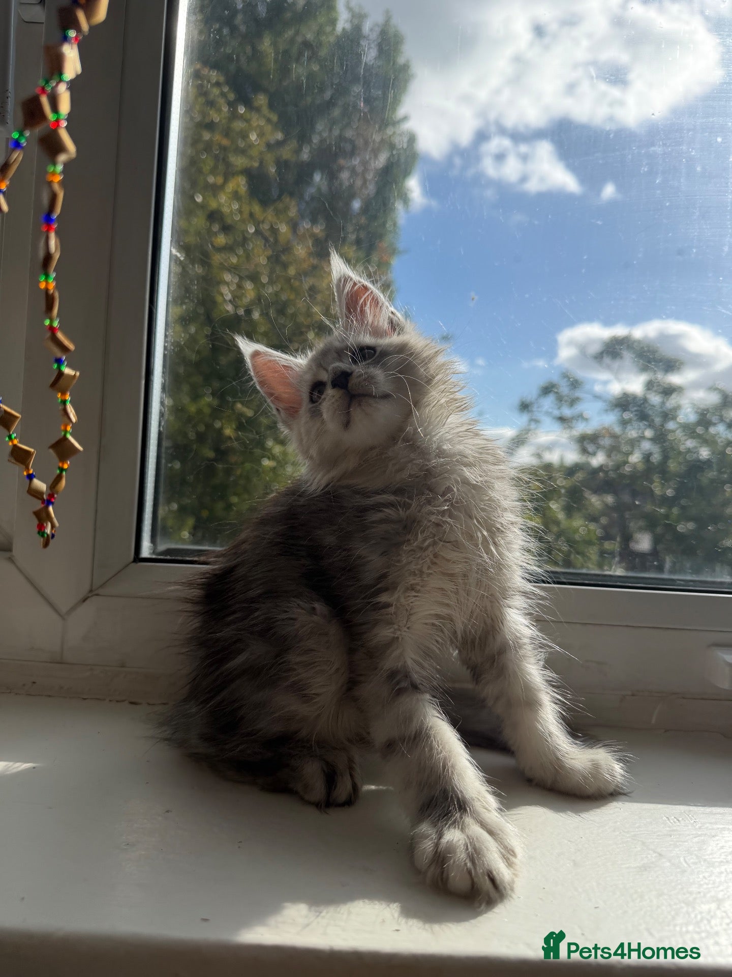 Maine Coon cats Large Kittens TICA Registered Champion lines - Advert 9