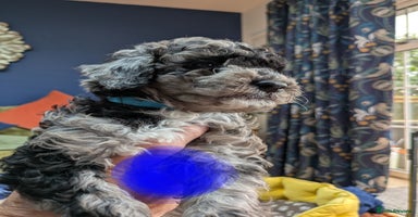 Miniature Poodle dogs - Advert 1