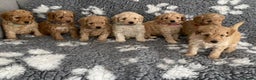 Toy Poodle dogs for stud: Quinn Red & white Toy Poodle for Stud ONLY. in Northampton - Advert 23