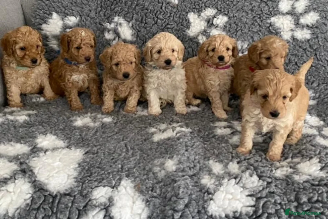 Toy Poodle dogs for stud: Quinn Red & white Toy Poodle for Stud ONLY. in Northampton - Advert 23