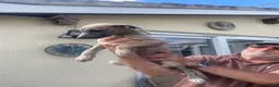 Whippet dogs for sale: Whippet puppies - Advert 6