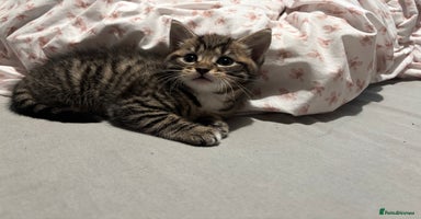 Mixed Breed cats - Advert 14