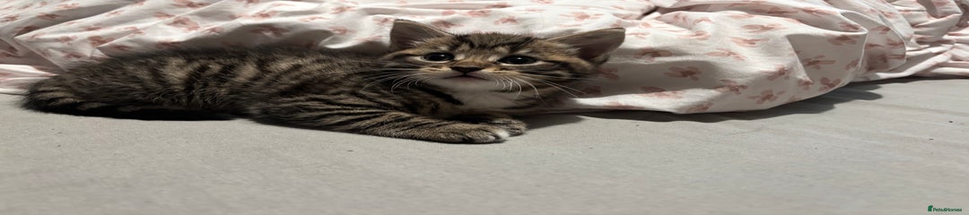 Mixed Breed Kitten 1
