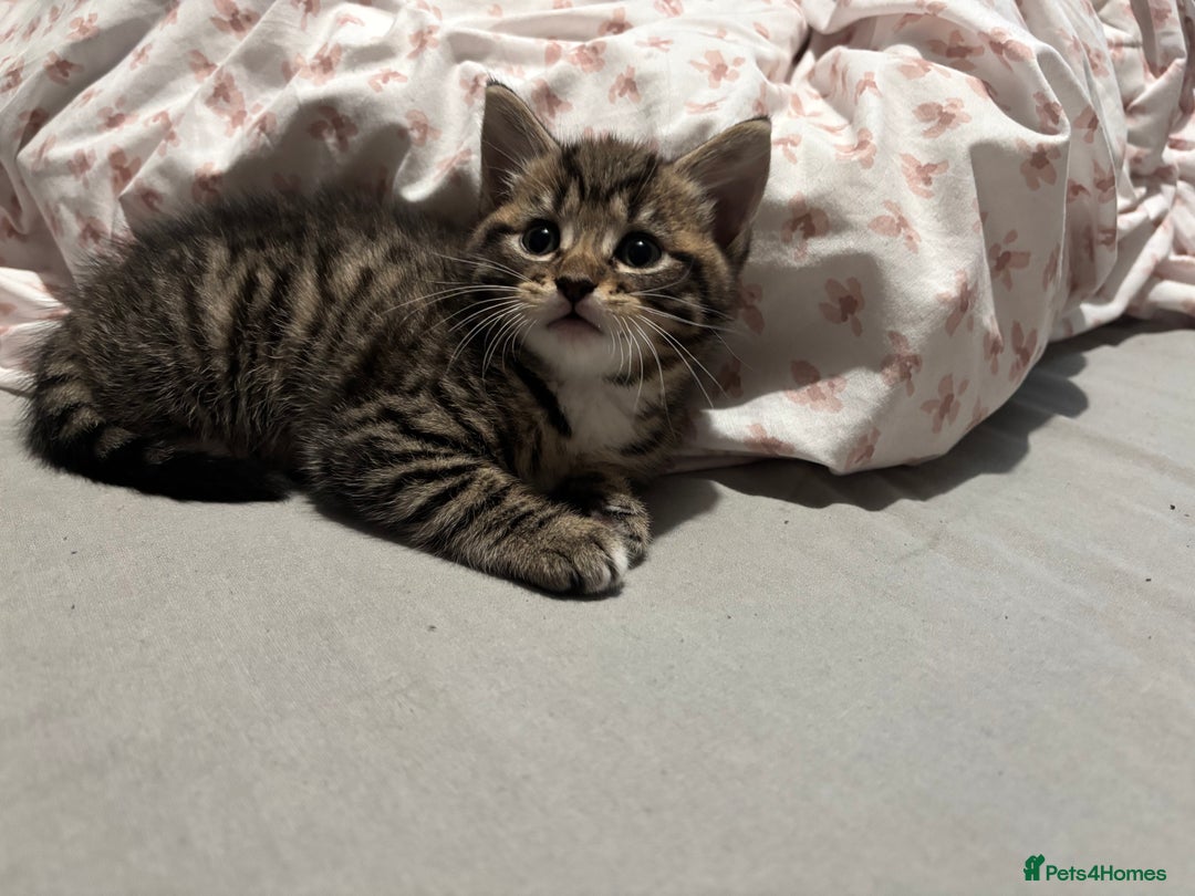 Mixed Breed cats for sale: Kittens  - Image 2