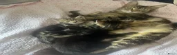 Mixed Breed cats for sale: 3 Beautiful Female Kittens, Black and Two Tabby  - Advert 18