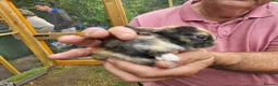 Mixed Breed rabbits for sale: Minilop x rex rabbits  - Advert 2