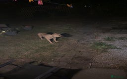 Mixed Breed dogs for sale: Bull mastiff cross for sale £150 - Image 11