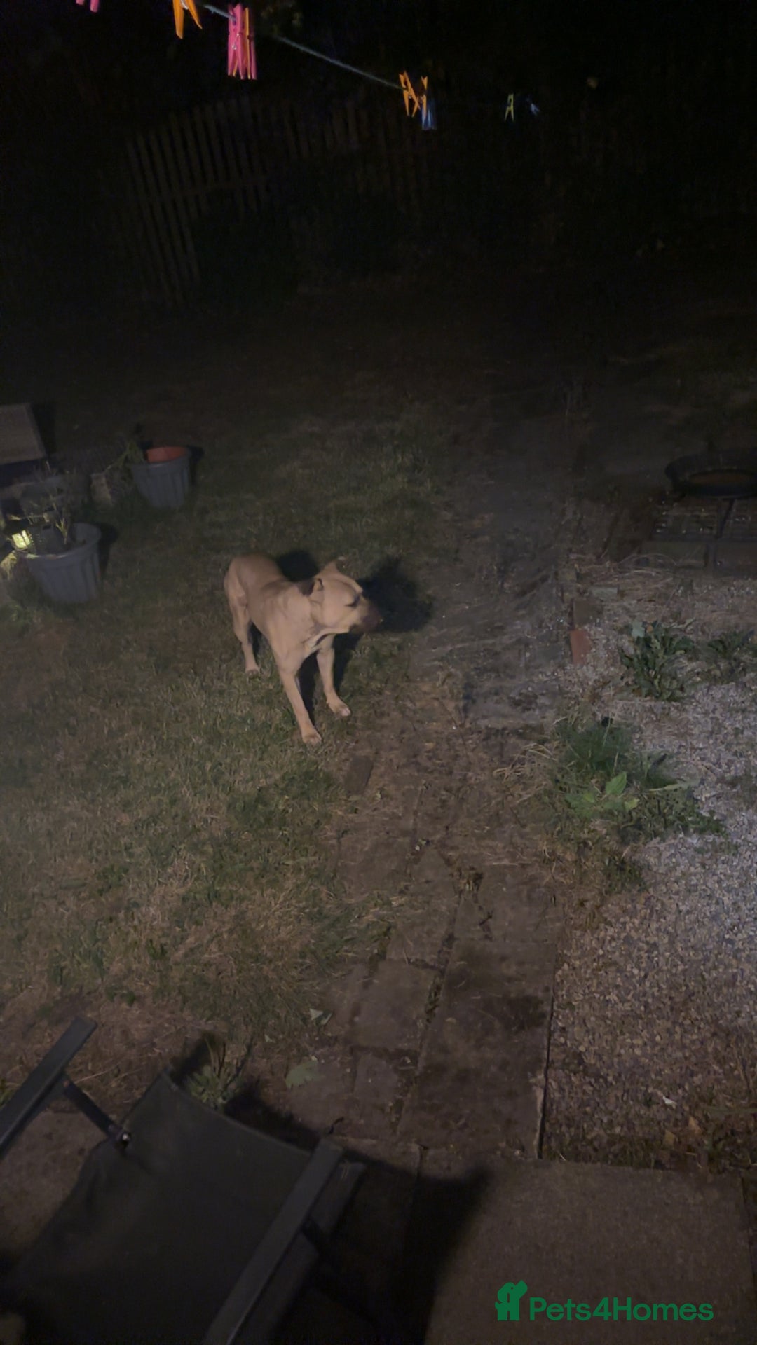 Mixed Breed dogs for sale: Bull mastiff cross for sale £150 - Image 11