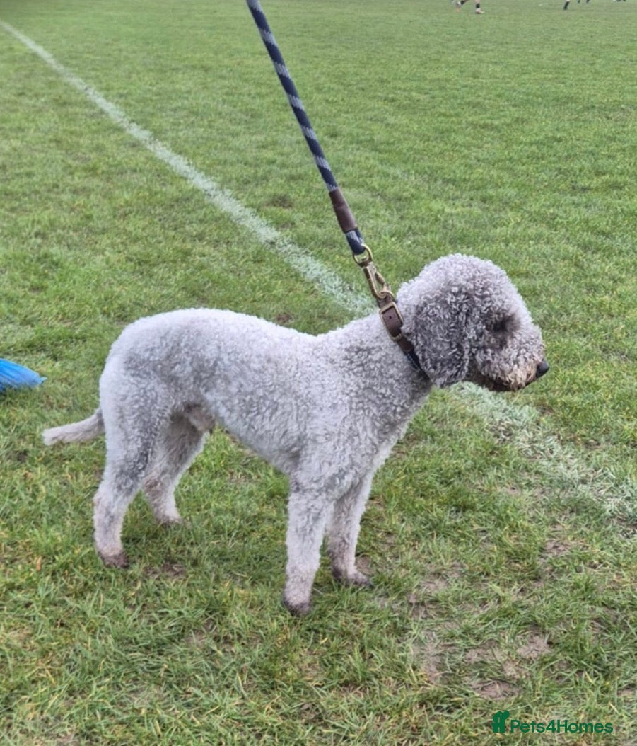 Bedlington Terrier dogs Teddy - Beddlington  - Advert 9