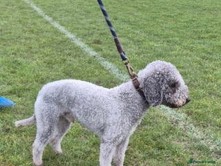 Bedlington Terrier dogs Teddy - Beddlington - Advert 9