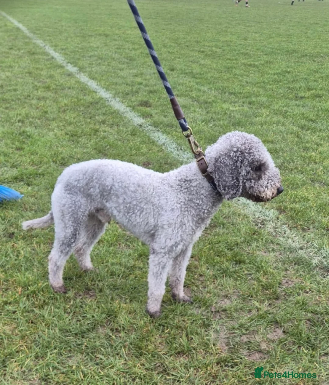 Bedlington Terrier dogs for stud: Teddy - Beddlington  - Advert 1