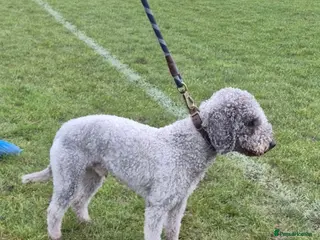 Bedlington Terrier dogs Teddy - Beddlington - Advert 9