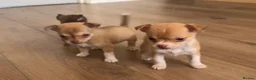 Chihuahua dogs for sale: CHIHUAHUA PUPPIES 3 only available now  - Advert 15