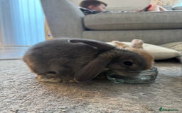 Mini Lop rabbits for sale: 2 grey mini lip boys  - Image 1