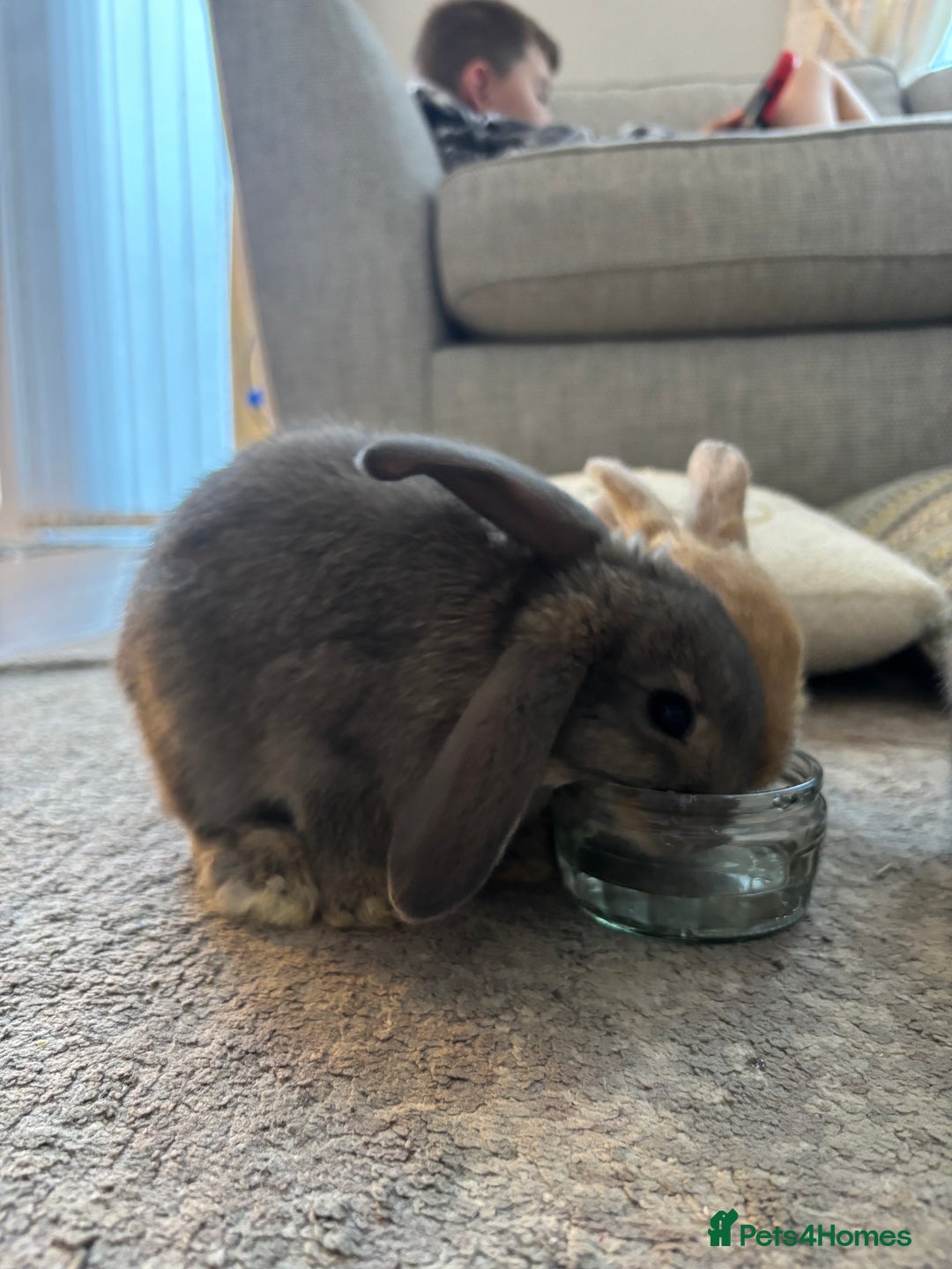 Mini Lop rabbits for sale: 2 grey mini lip boys  - Image 1