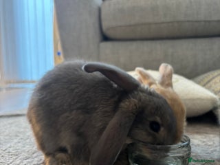 Mini Lop rabbits - Advert 24