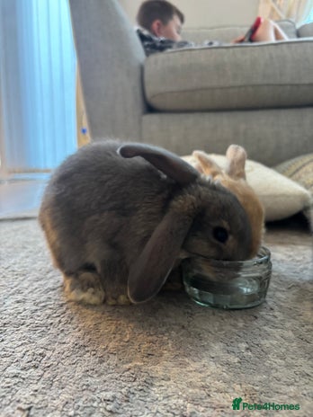 Mini Lop rabbits - Advert 12